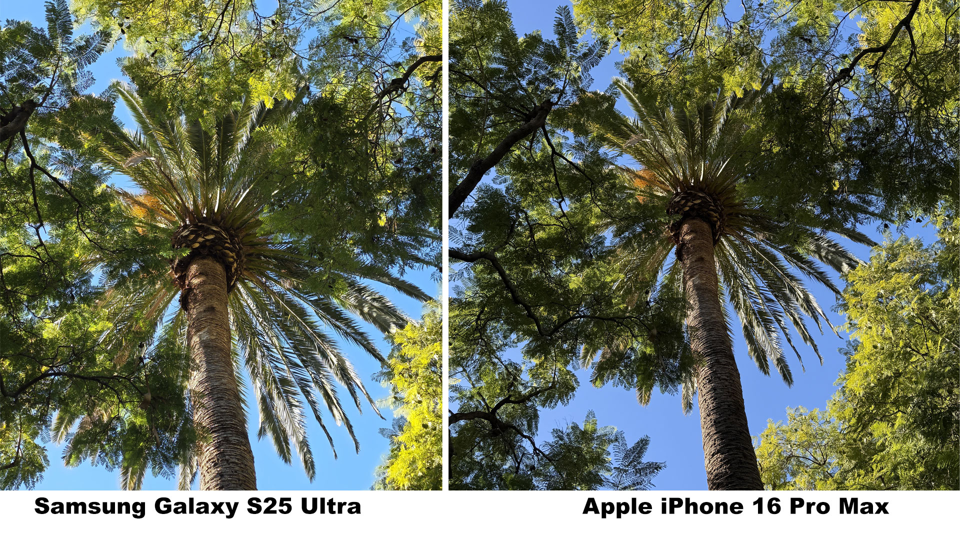 Samsung Galaxy S25 Ultra vs iPhone 16 Pro Max Cameras