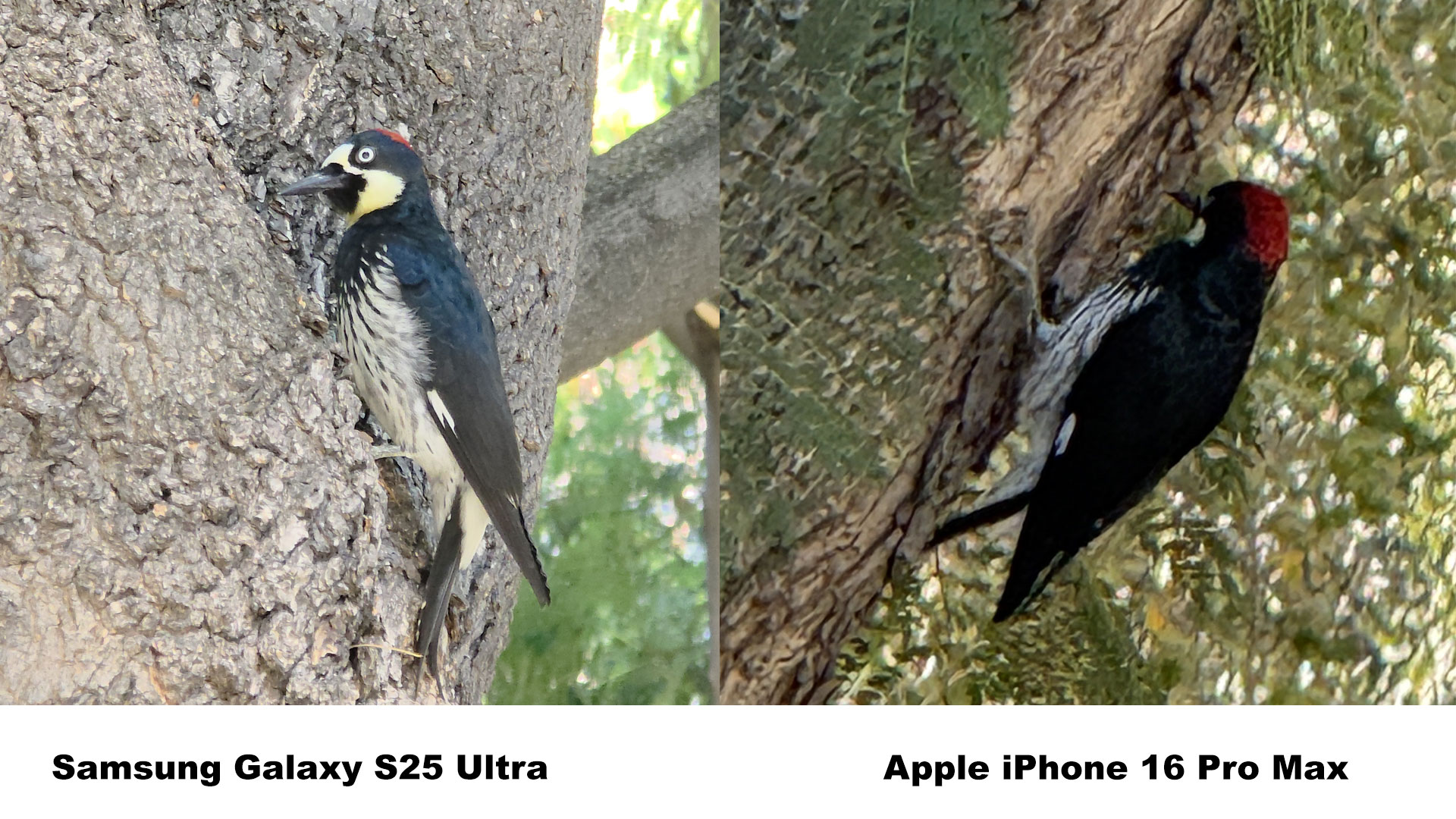 Samsung Galaxy S25 Ultra vs iPhone 16 Pro Max Cameras