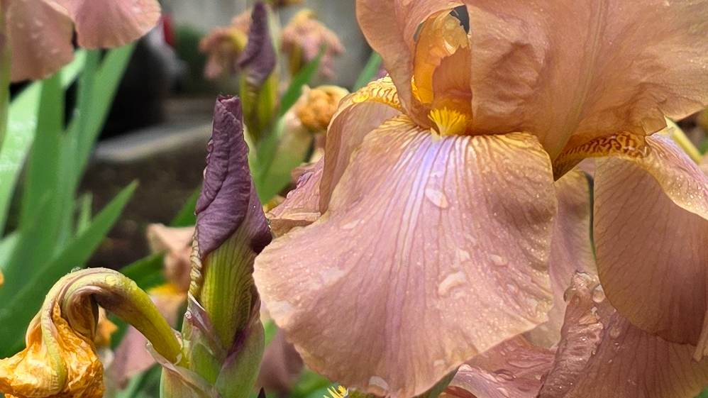 A close up of flowers