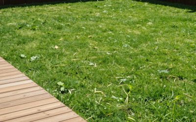 All Grow a Garden Seed Stages Pets Guide Explained