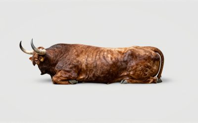 Best Bull Bars for Trucks and SUVs
