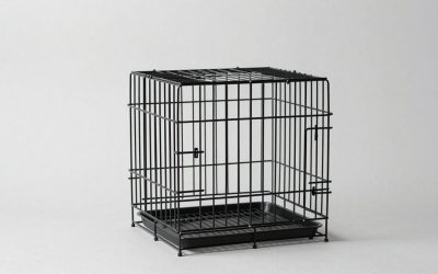 Best C&C Cages for Guinea Pigs: Sizes and Setups