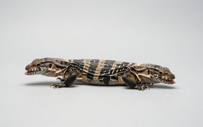 Best Reptile Feeding Tong Sets