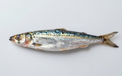 Best Sardines in Olive Oil in 2026: Specs and Prices Compared